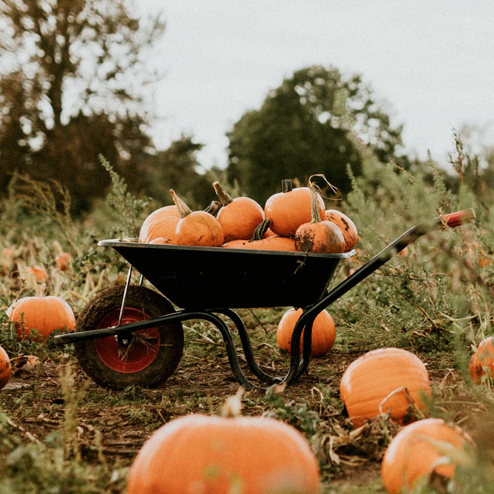 Aprovecha los terroríficos descuentos en zapatos para Halloween